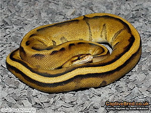 Ball_Python, เจ๋ง, หลาม, , บอล วอลล์เปเปอร์ HD