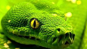 Python Snake Background Python Snake - Tło Snake, Snake PC Tapeta HD