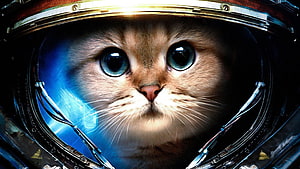 Cool Cat Background, Cool Galaxy Cat HD wallpaper