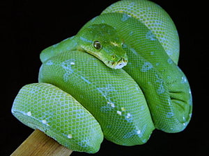 MANOKWARI GREEN TREE PYTHON, 뱀, 녹색, 뱀, 뱀, 녹색 나무 파이썬, 파이썬 HD 월페이퍼