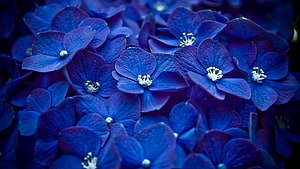 Flowers, Petals HD wallpaper
