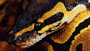 Python boule, Python serpent Fond d'écran HD