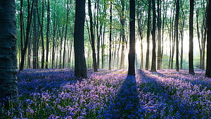 Relaxing Forest, Peaceful Forest HD wallpaper