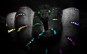 Python, Python Programmer HD wallpaper