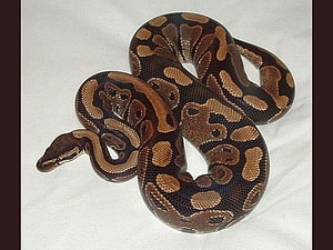 Ball_Python, fajny, piękny, , ball-python Tapeta HD