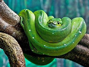 GREEN TREE PYTHON, 뱀, 녹색, 뱀, 뱀, 비단뱀 HD 월페이퍼